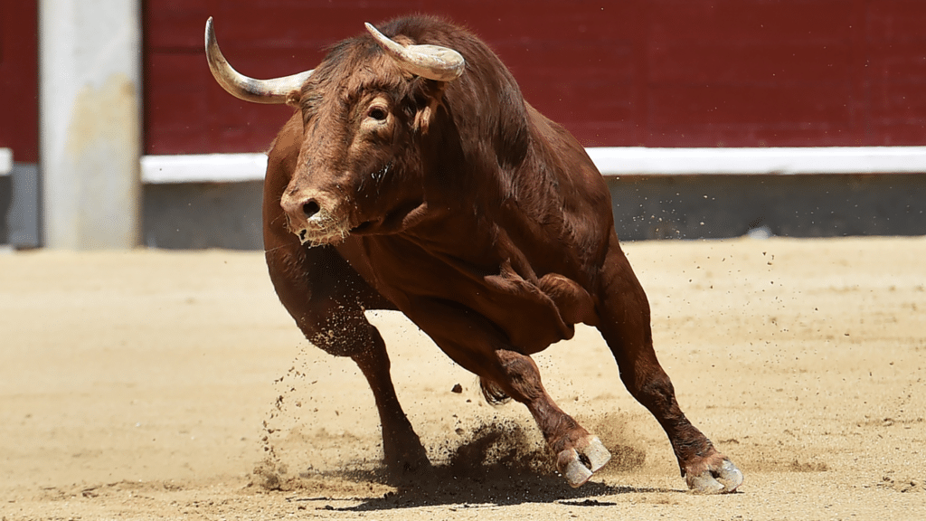 Bull Cover